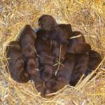Picture of the litter, taken at 5 days old