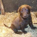 Choco female pup -  5 weeks