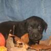 Black female - Available