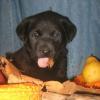 Black Female- Available