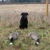Grizz and his first geese