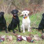 L-R Star, Tory, Emmy, and Coach with 3 limits of birds