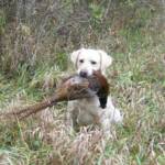 Emmy and a rooster pheasant