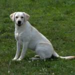 Emmy at about 1 1/2 years