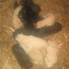 Pups - 10-8