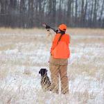 Star and Abby running Upland Hunter