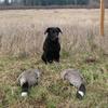 Grizz and his first geese