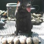 1 1/2 limits of Blue-Wing Teal for Coach