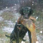 Tory and a rooster pheasant