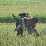 Retrieving a goose