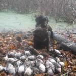 Tory and the whole bunch of ducks that she retrieved! 26 total - 5 limits of Woodies, 8 teal and a couple Mallards. October 2008