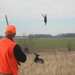 An aggressive flush by Tory during an Upland Hunter Test