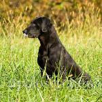 This is HRCH Tory working as test dog for the 2009 Fall Grand for the Upland test. She did a superior job. Photo by Mark Atwater of Upclose Photo.com
