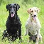 HRCH UH Tory and her daugher HR Rayne who was whelped from the HRCH Morgan MH litter.