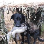 Another Pintail for Grizz