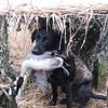 Grizz with a beautiful Pintail Drake