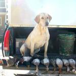 Opening morning - 6 teal, mallard drake and woody drake